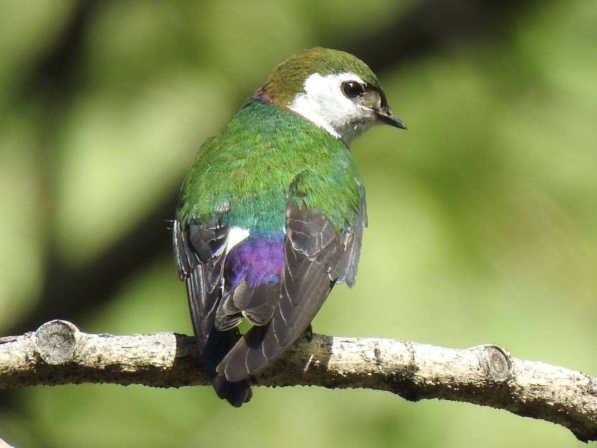 Violet-green Swallow - ML620794206