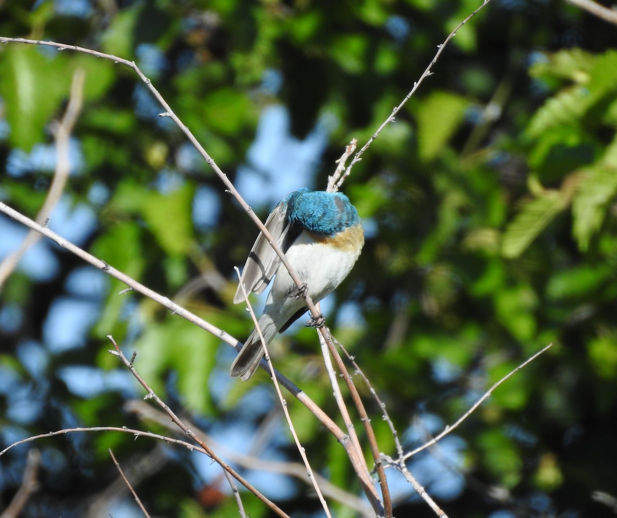 Lazuli Bunting - ML620794207