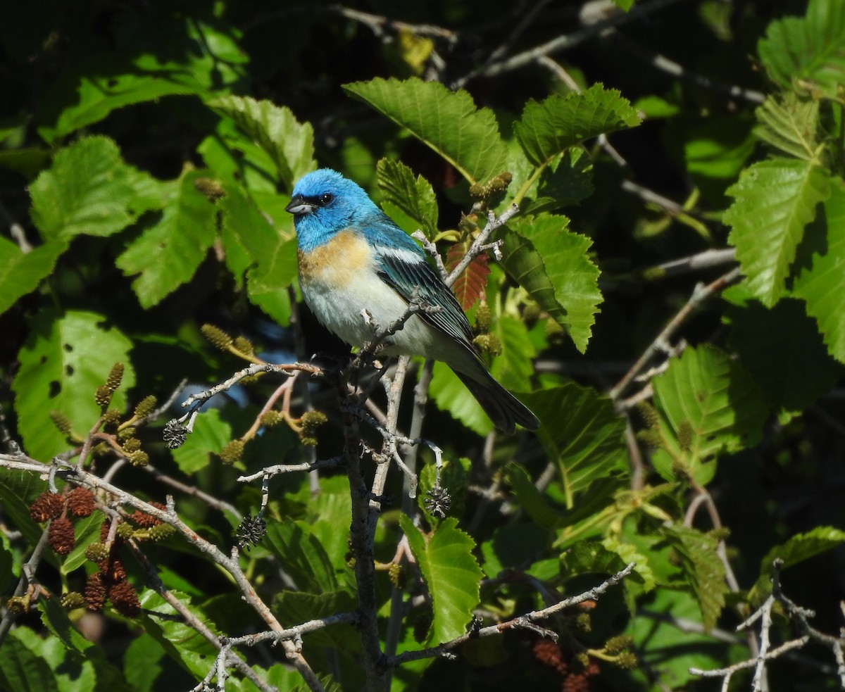 Lazuli Bunting - ML620794208