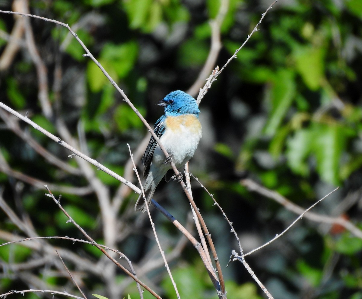 Lazuli Bunting - Shane Sater