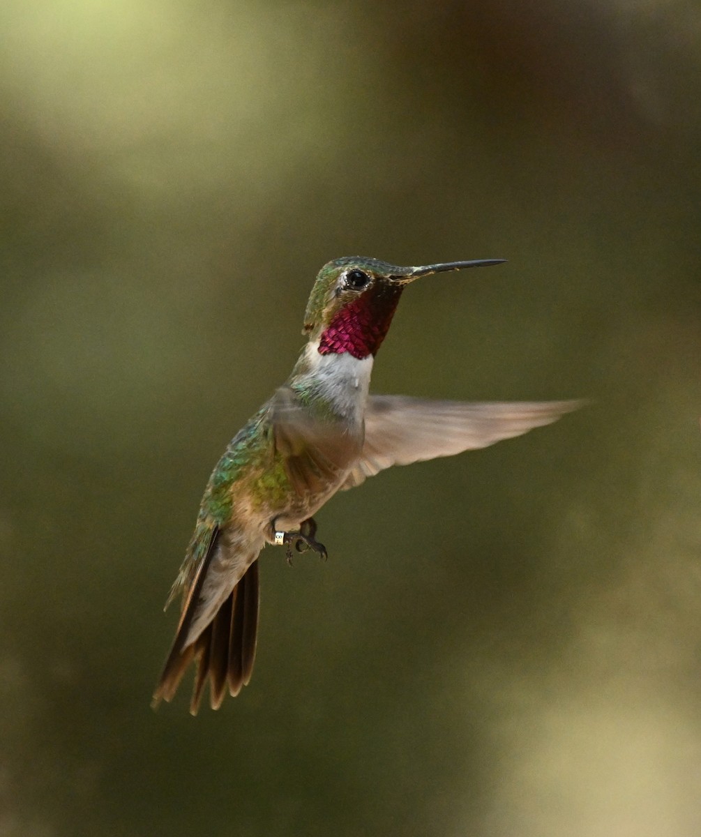 Broad-tailed Hummingbird - ML620794214