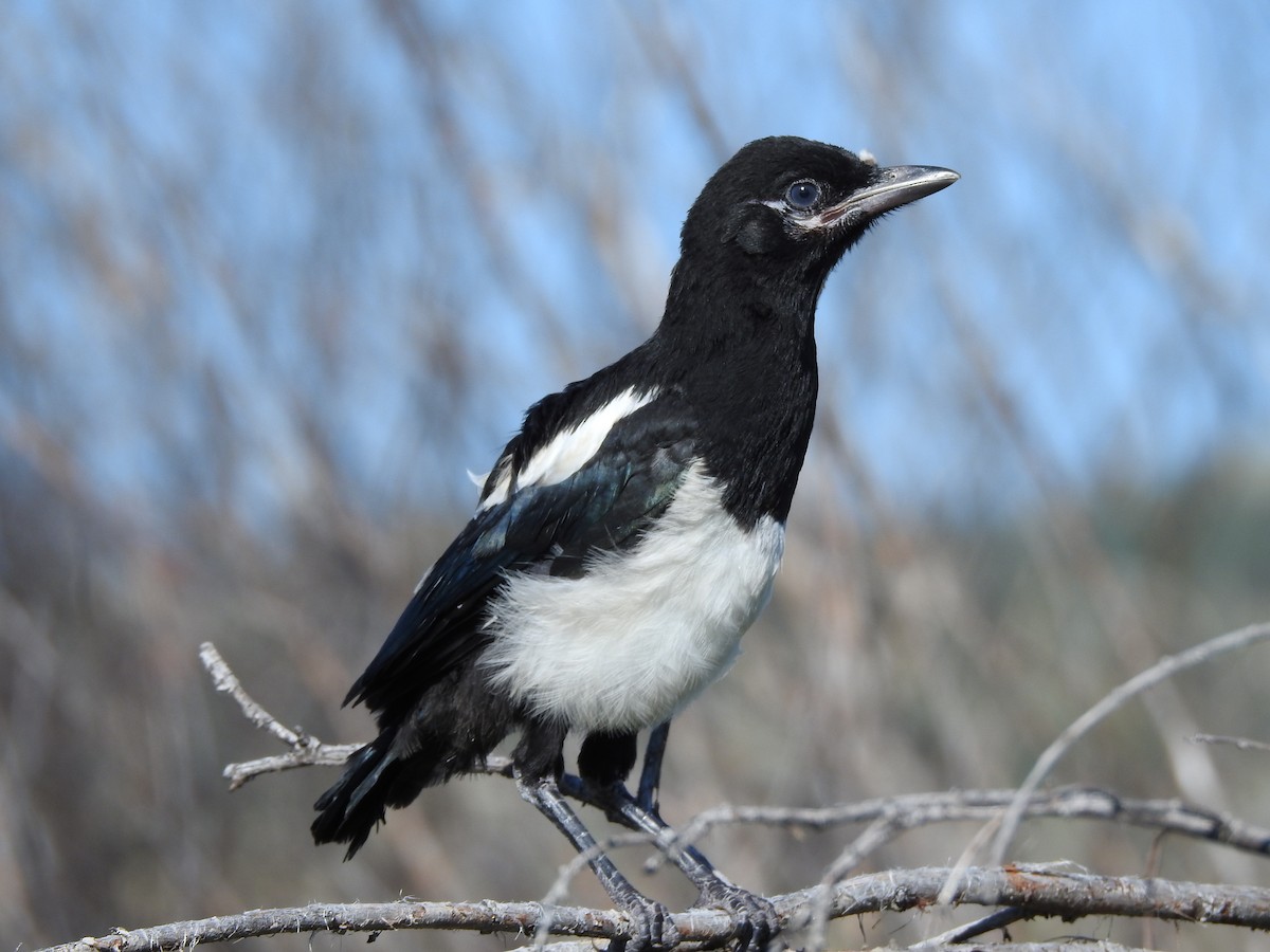 Black-billed Magpie - ML620794218