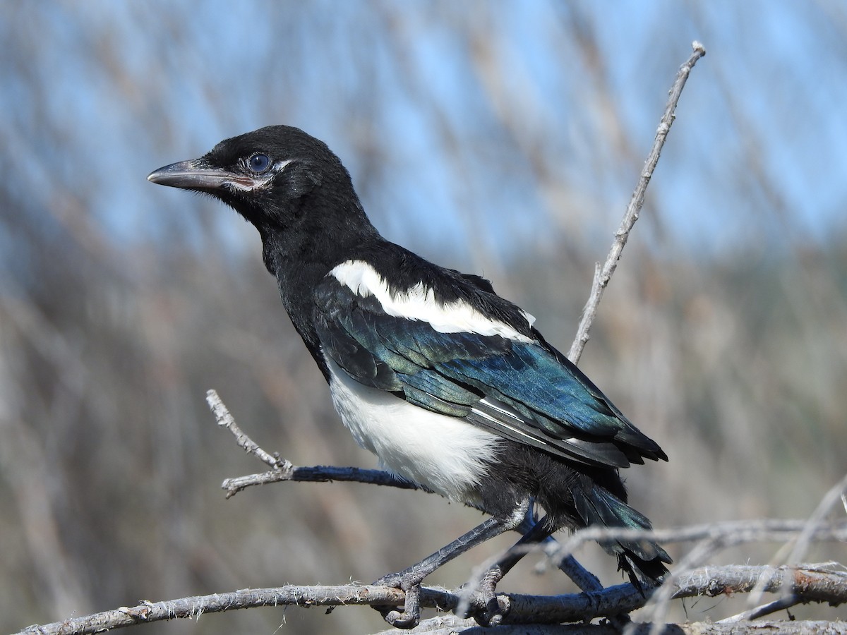 Black-billed Magpie - ML620794220