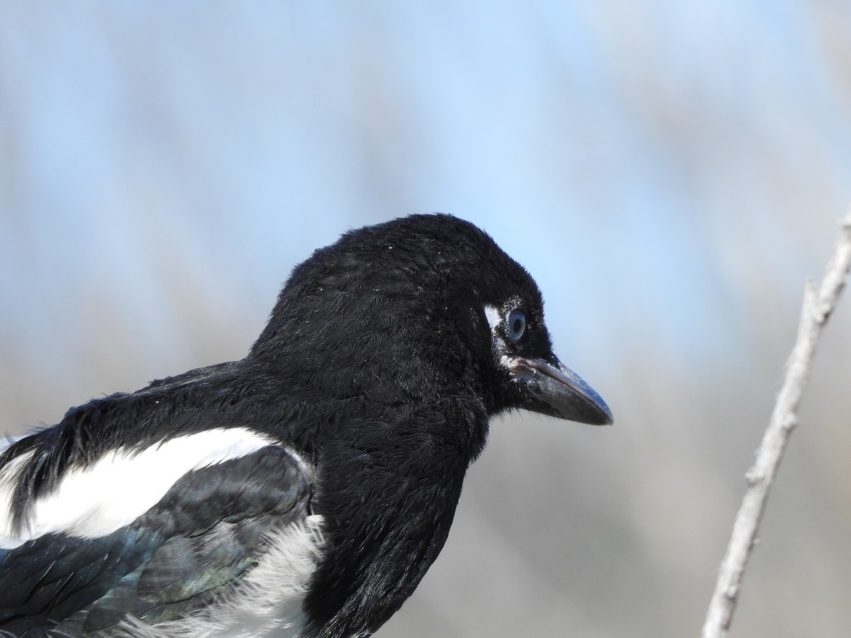 Black-billed Magpie - ML620794221