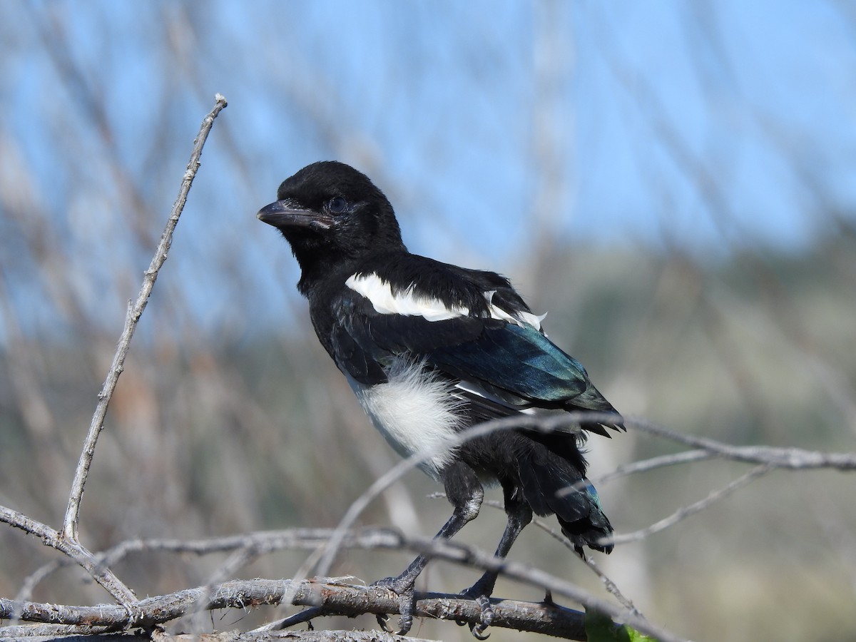 Black-billed Magpie - ML620794222