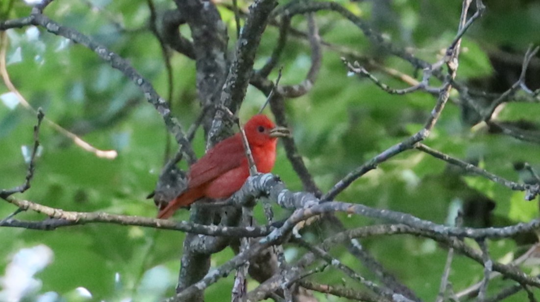 Summer Tanager - ML620794224