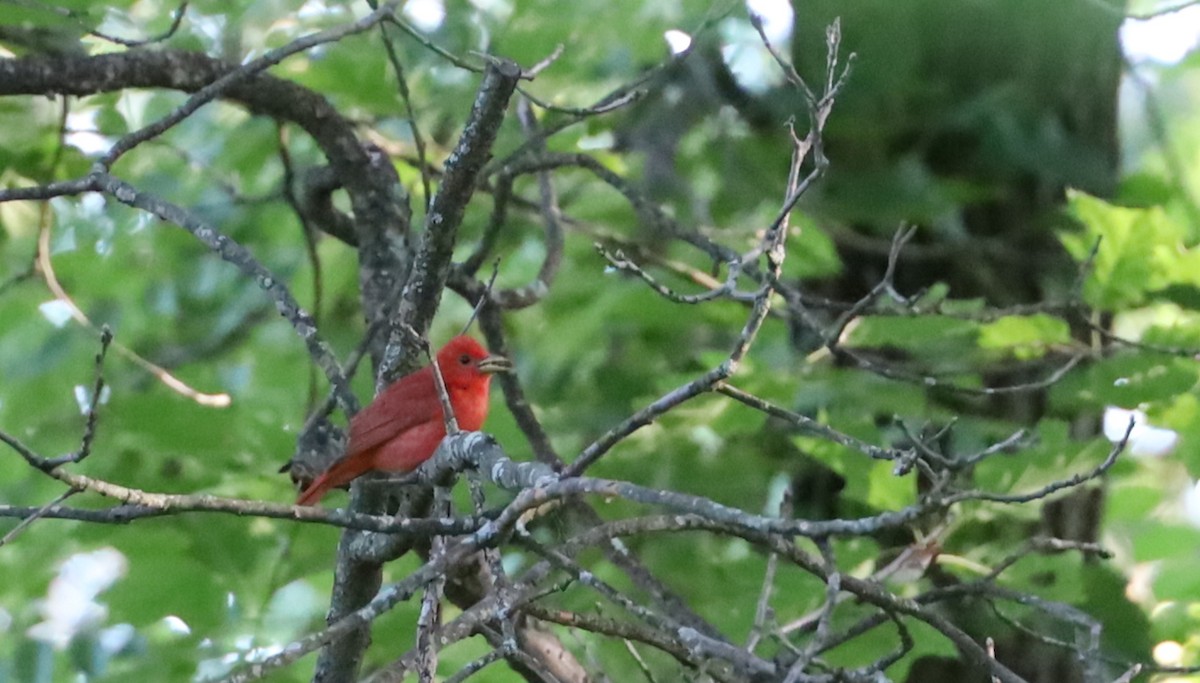 Summer Tanager - ML620794226