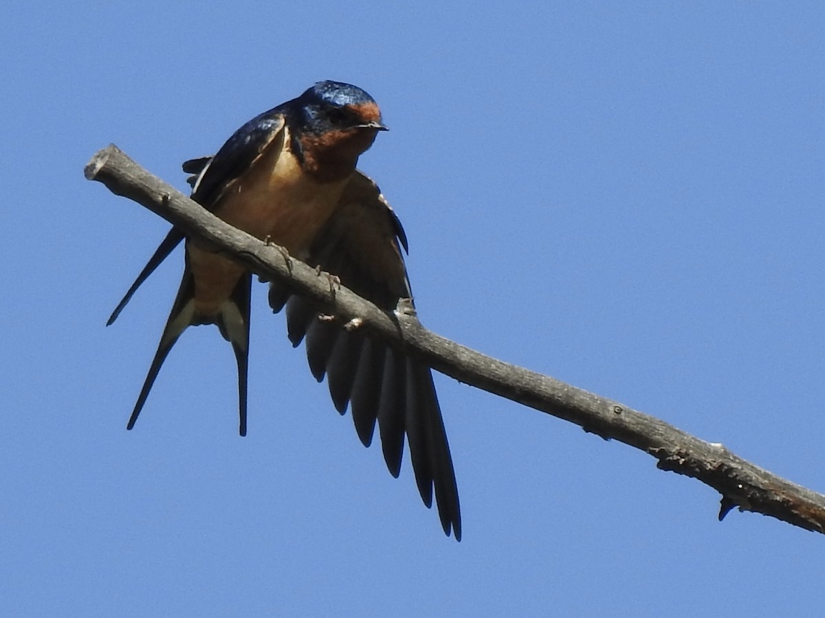 Barn Swallow - ML620794228