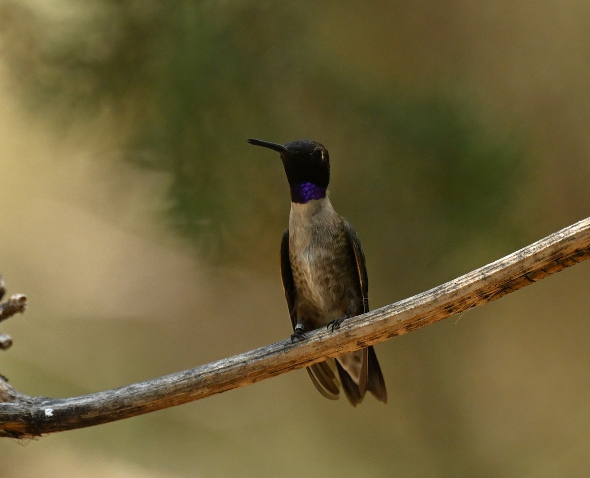 Black-chinned Hummingbird - Patricia Goldberg