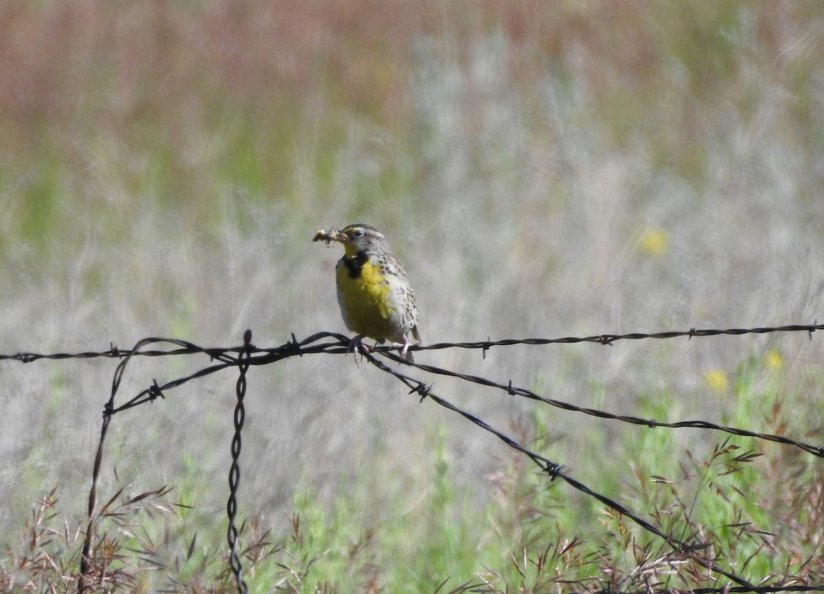 Western Meadowlark - ML620794230