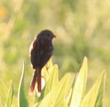 Field Sparrow - Birch D