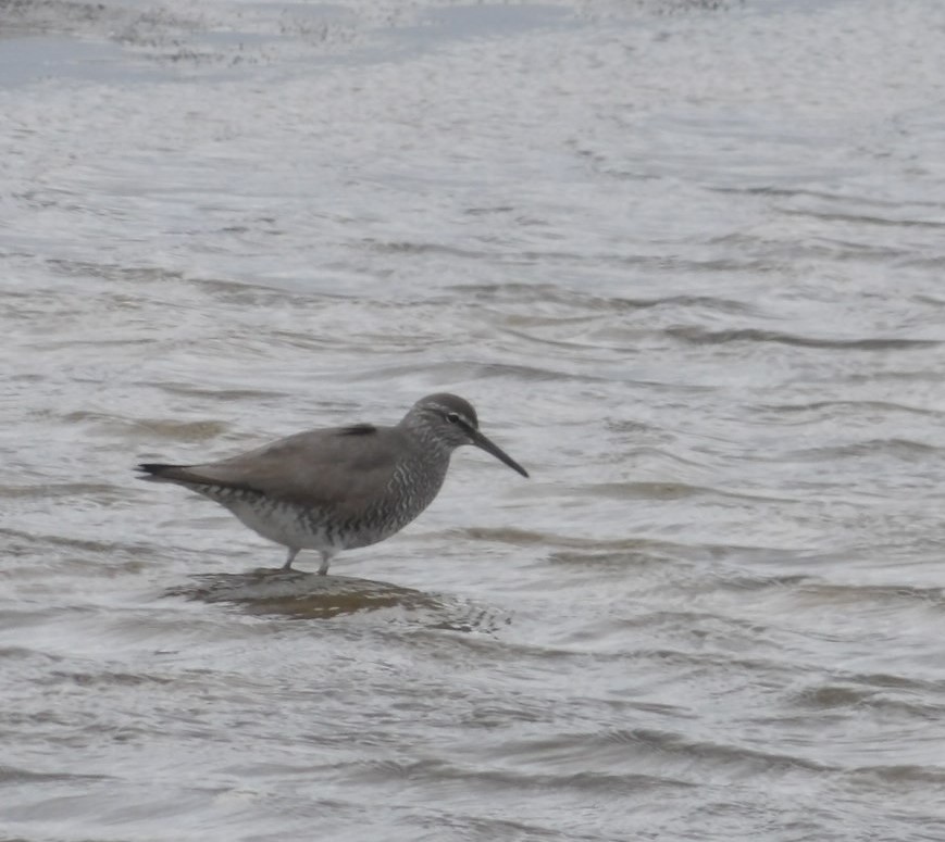 Wandering Tattler - ML620794237