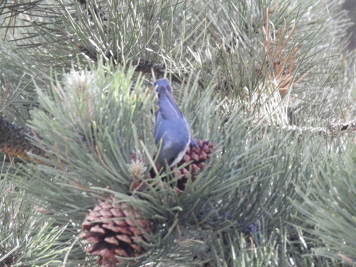 Pygmy Nuthatch - ML620794238