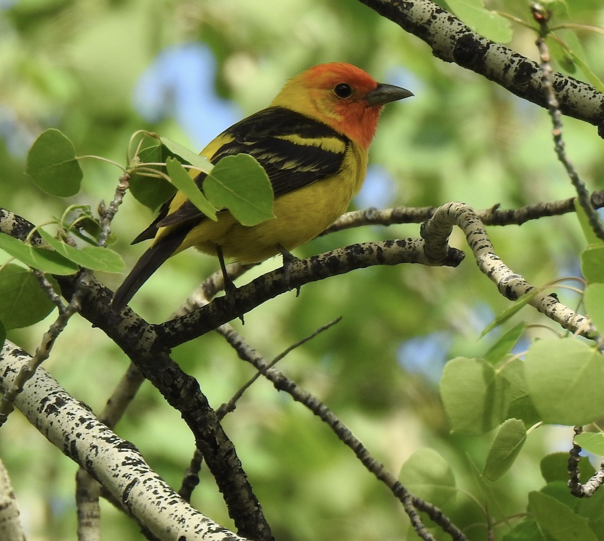 Western Tanager - ML620794259