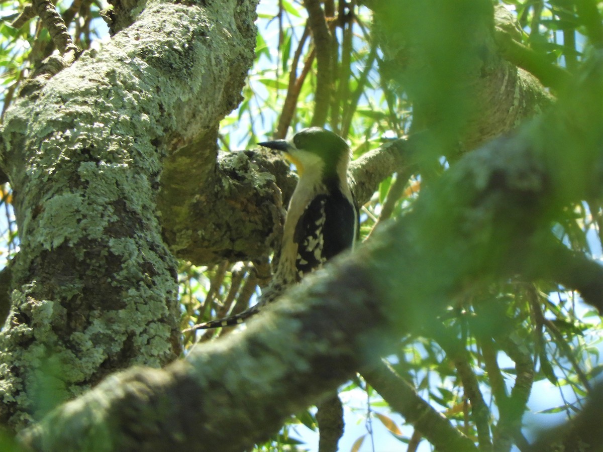 White-fronted Woodpecker - ML620794263