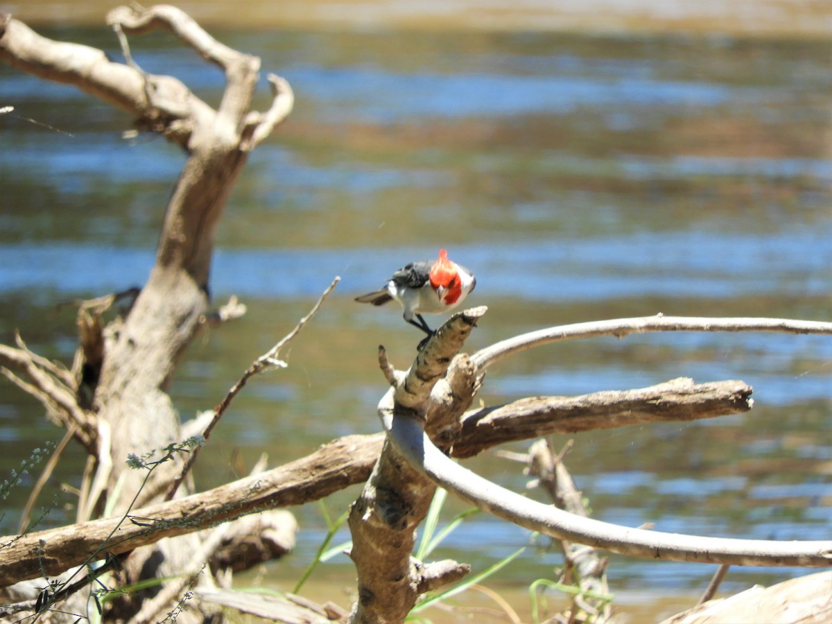 Red-crested Cardinal - ML620794268