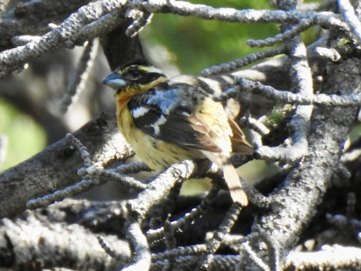 Black-headed Grosbeak - ML620794269