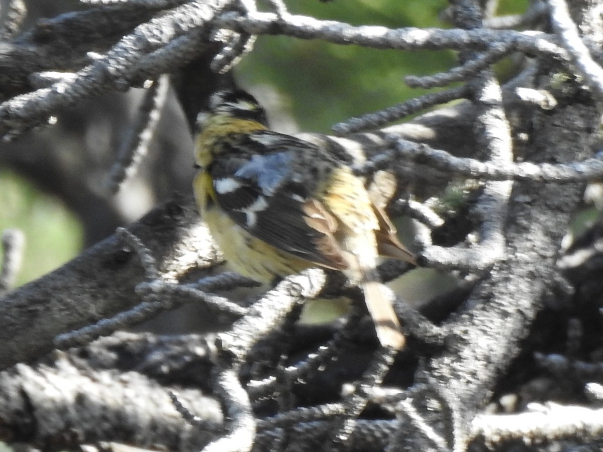 Black-headed Grosbeak - ML620794270