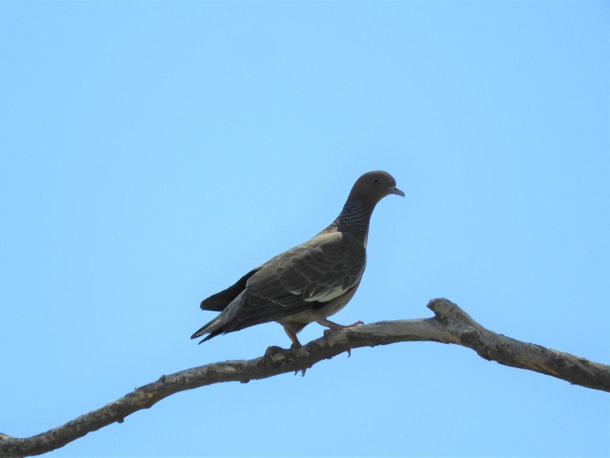 Picazuro Pigeon - Jorge Juan Rueda