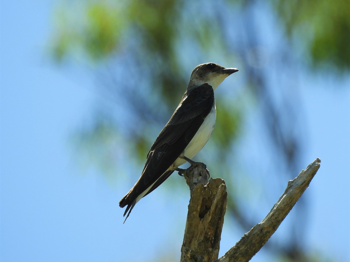 Brown-chested Martin - ML620794280