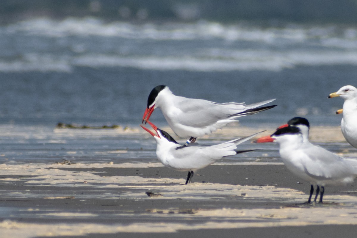 Caspian Tern - ML620794281