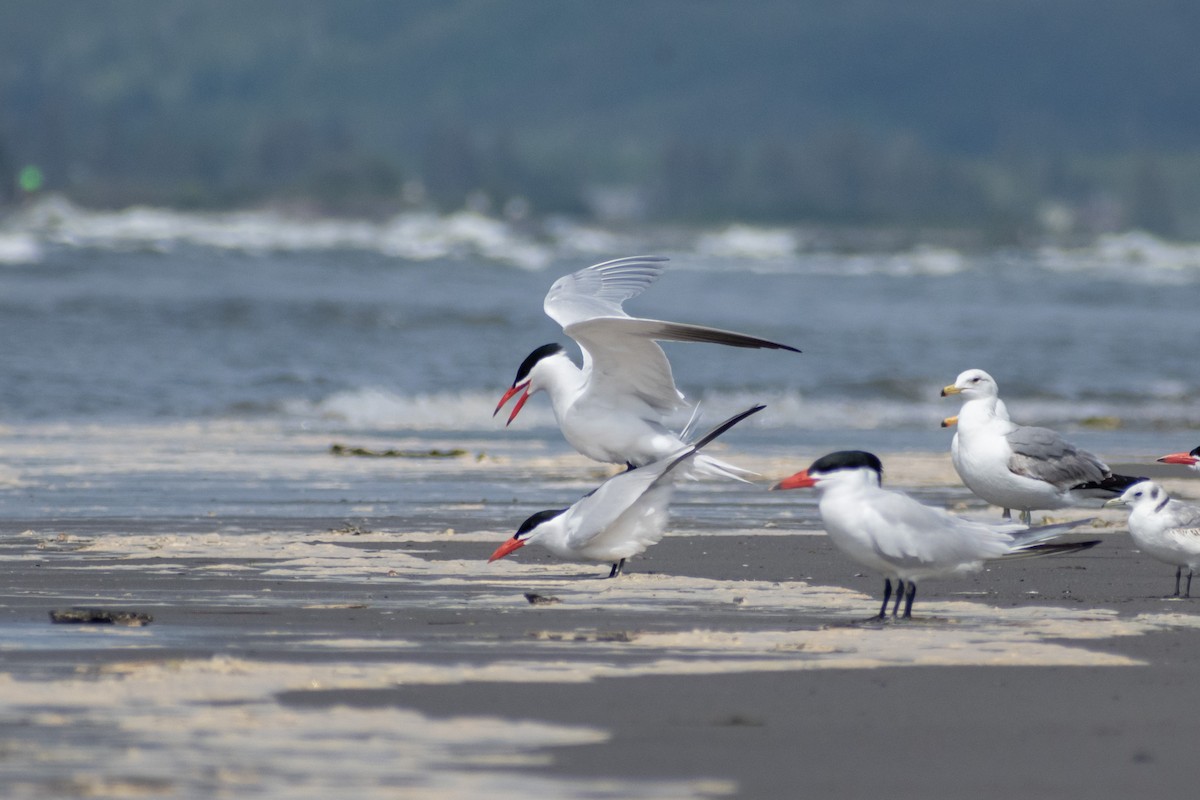 Caspian Tern - ML620794283