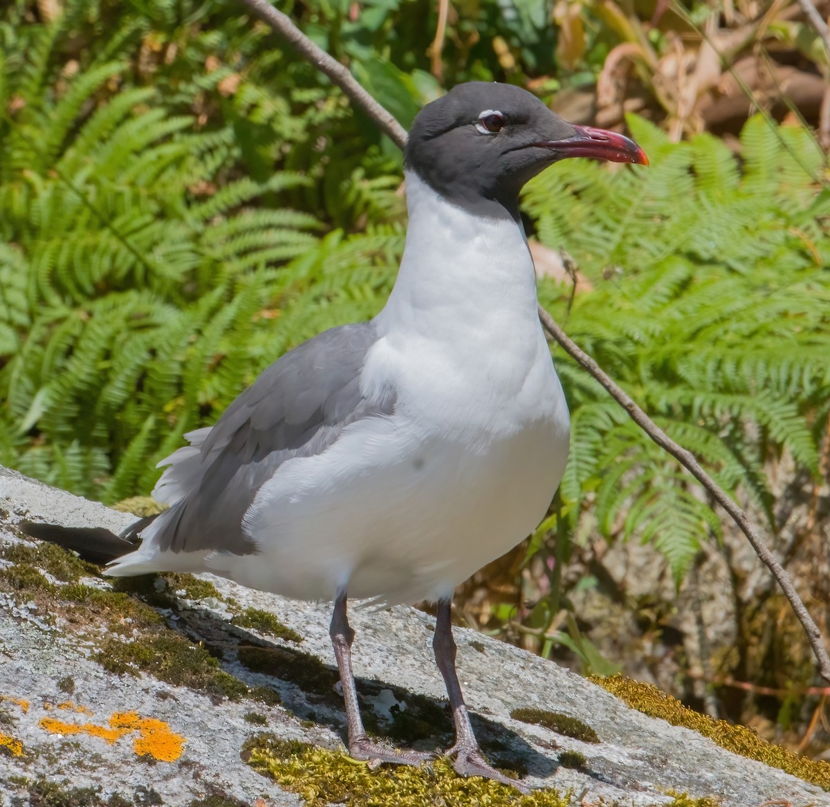 Laughing Gull - ML620794289