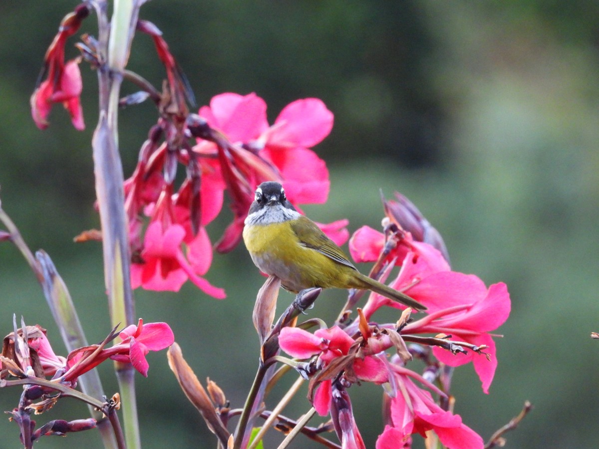 Sooty-capped Chlorospingus - ML620794291