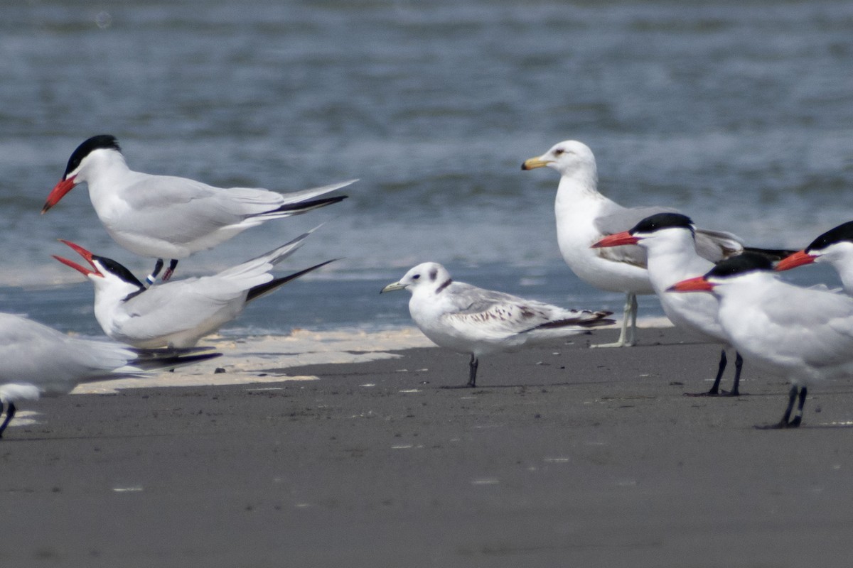 Gaviota Tridáctila - ML620794293