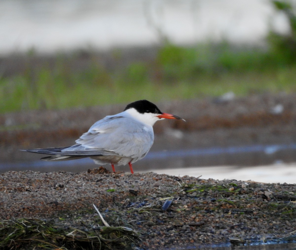 Common Tern - ML620794295