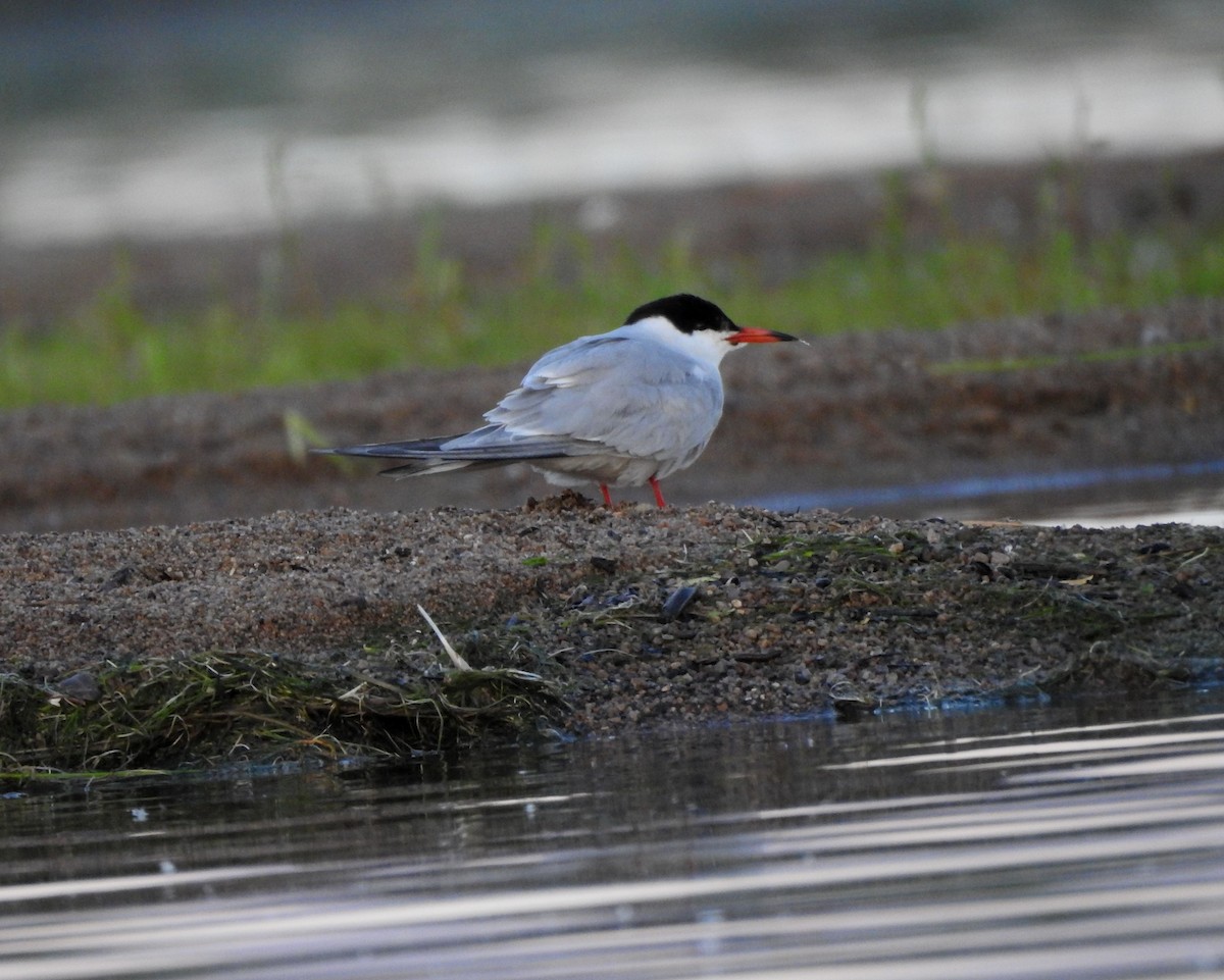 Common Tern - ML620794296