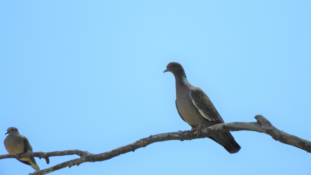 Eared Dove - ML620794298