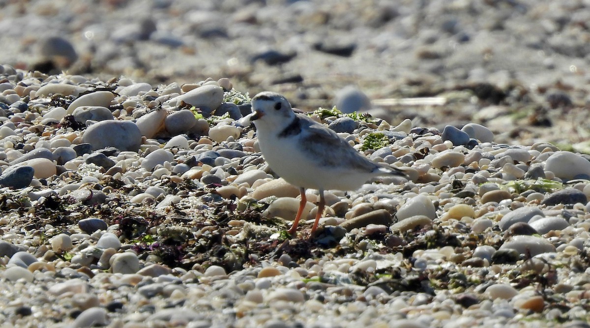 Piping Plover - ML620794300