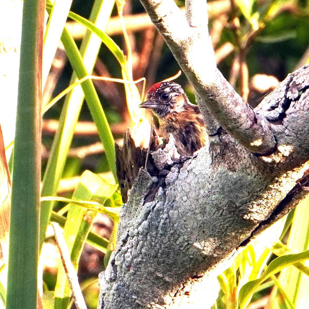 Mottled Piculet - ML620794305