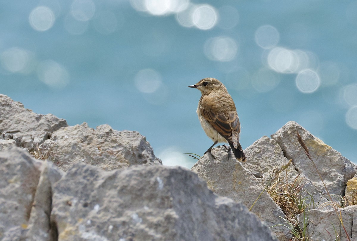 Northern Wheatear - ML620794306