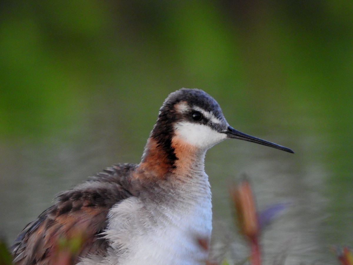 Wilson's Phalarope - ML620794307