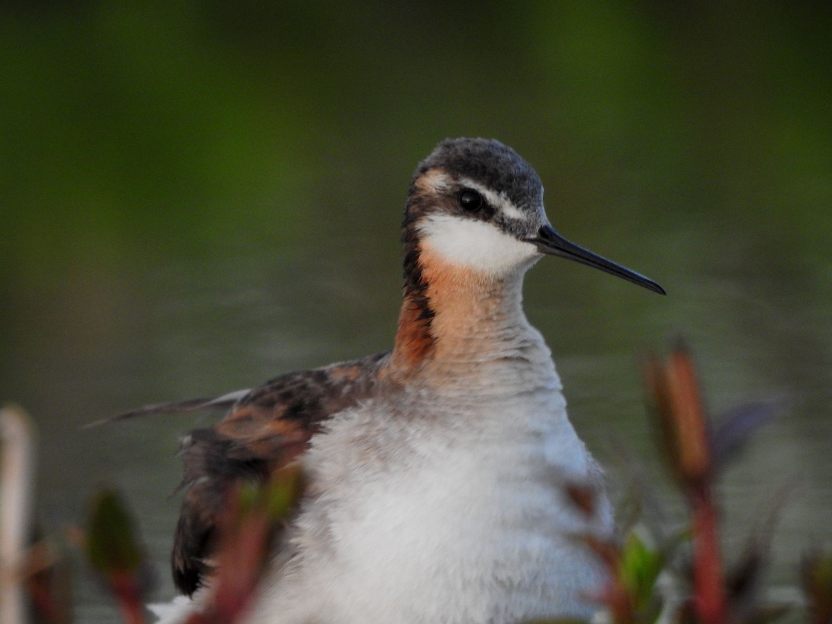 Wilson's Phalarope - ML620794308