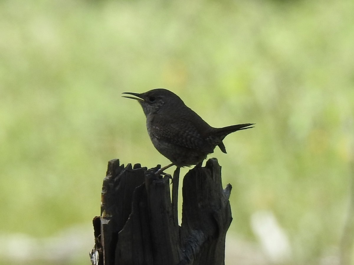 House Wren - ML620794315