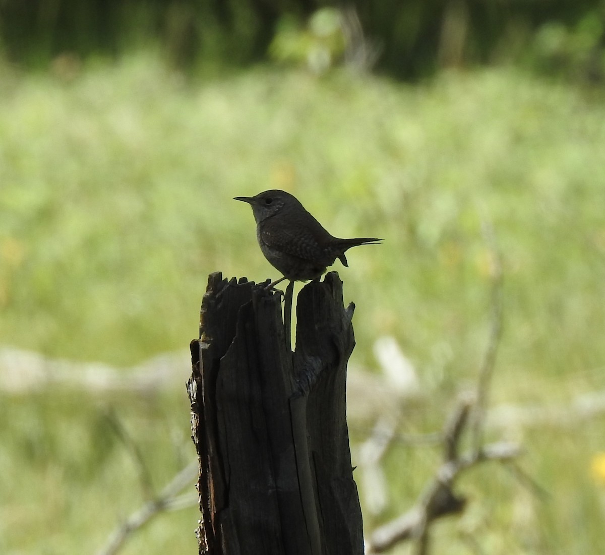 House Wren - ML620794316