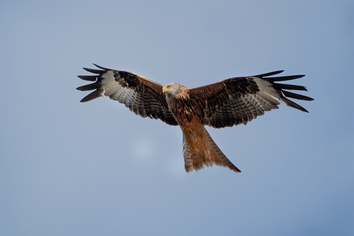 Red Kite - ML620794319