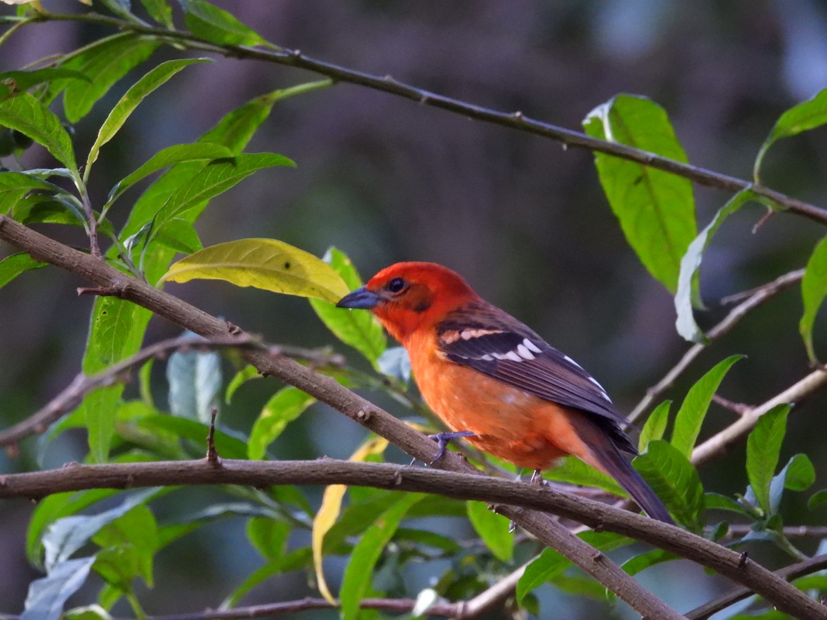 Flame-colored Tanager - ML620794320