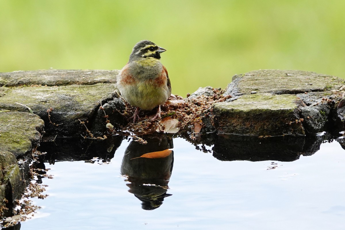 Cirl Bunting - ML620794326