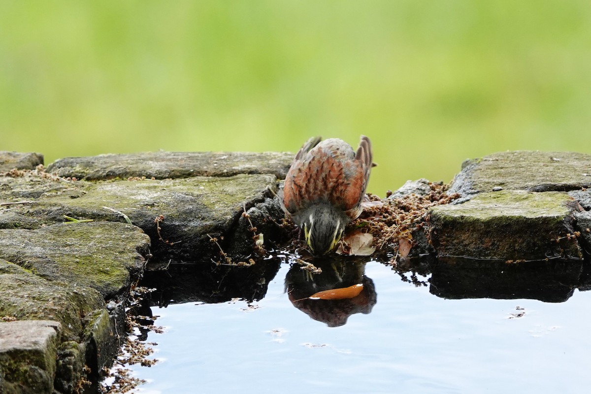 Cirl Bunting - ML620794327