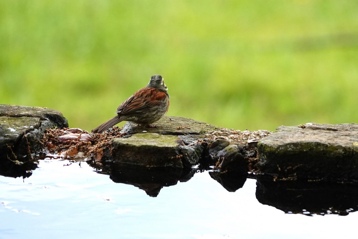 Cirl Bunting - ML620794328