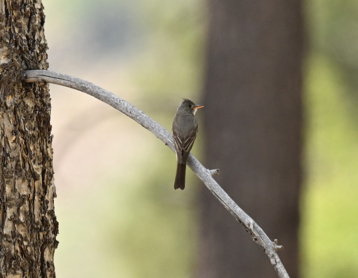 Greater Pewee - ML620794329