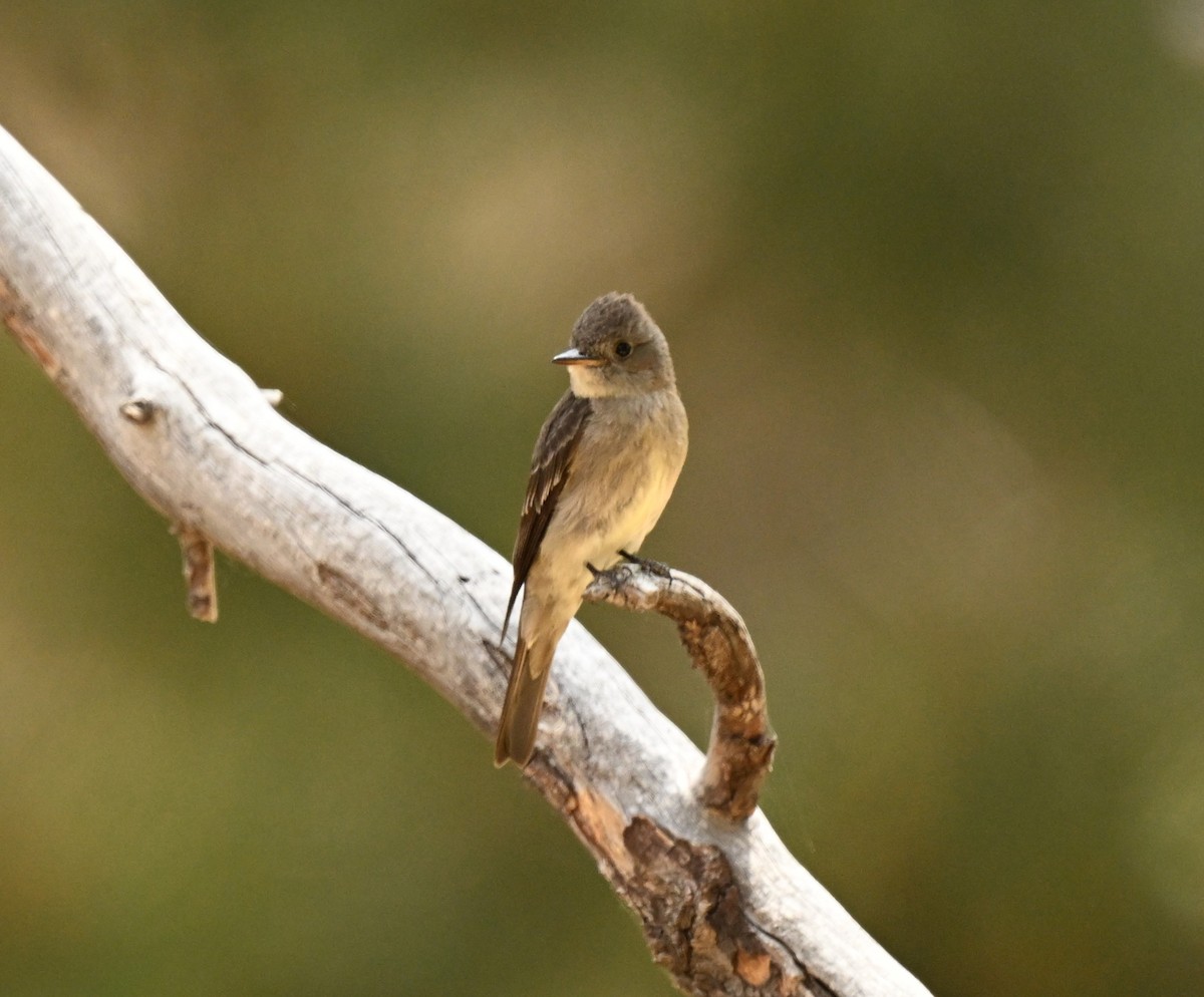 Western Wood-Pewee - ML620794339