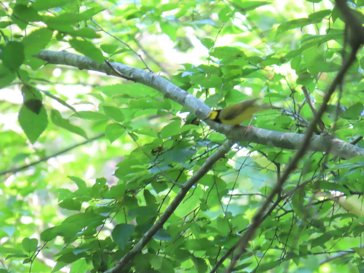 Hooded Warbler - ML620794342