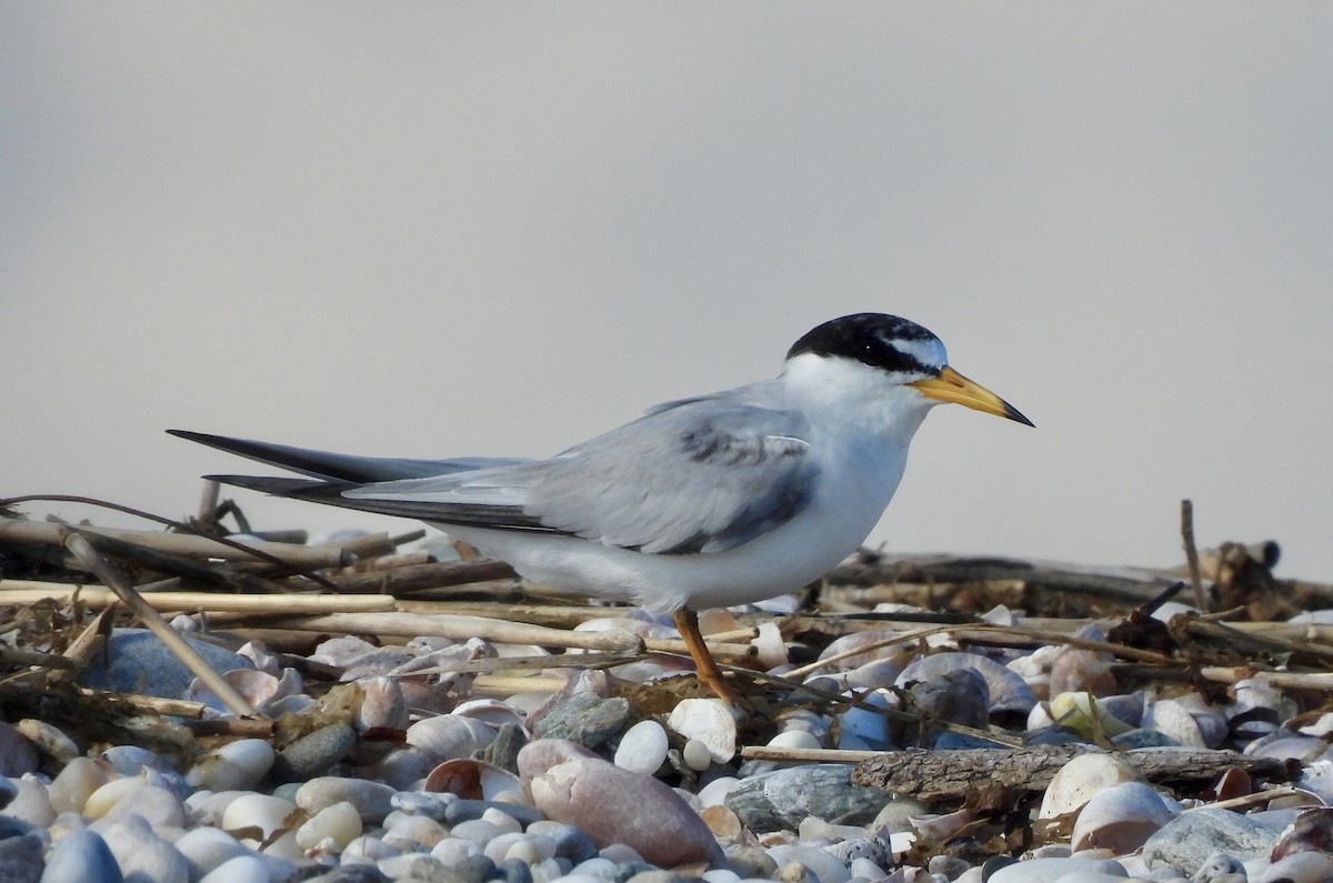 Least Tern - ML620794360