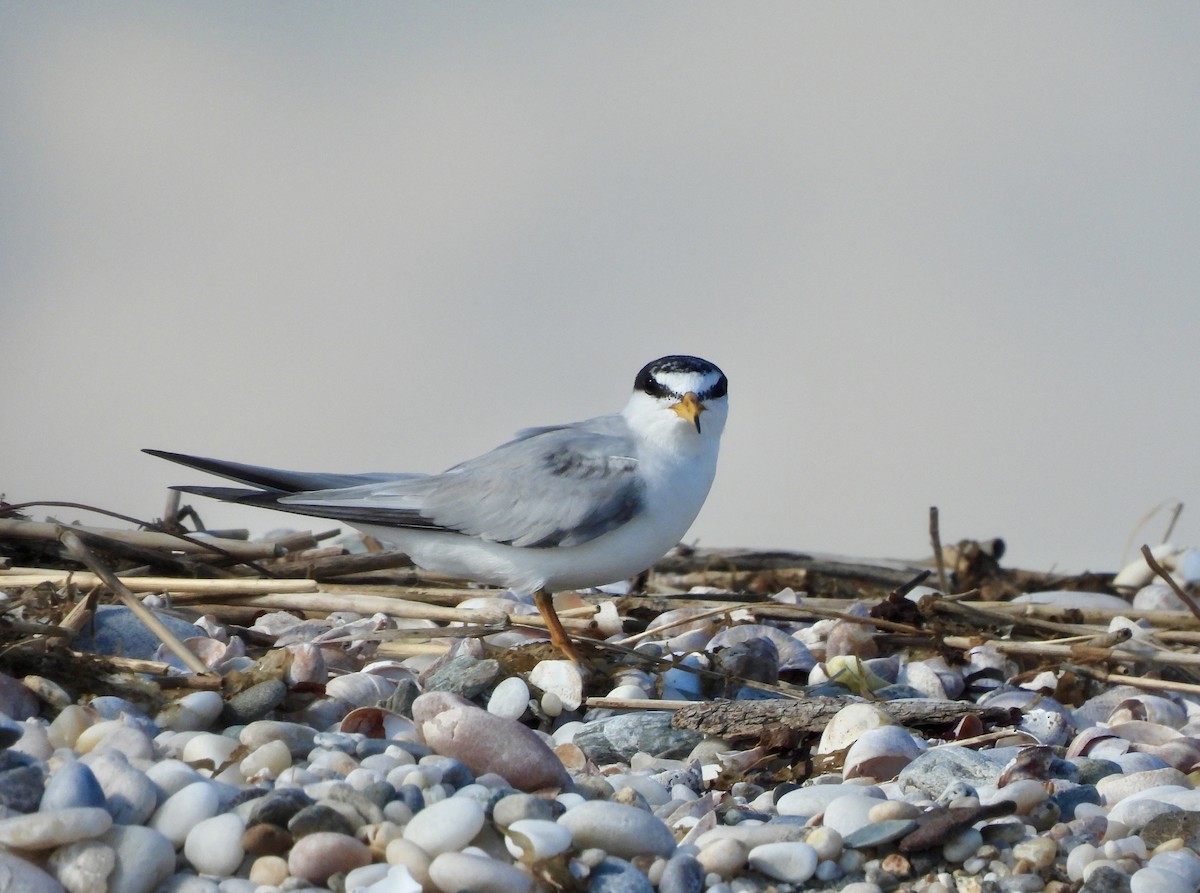 Least Tern - ML620794361