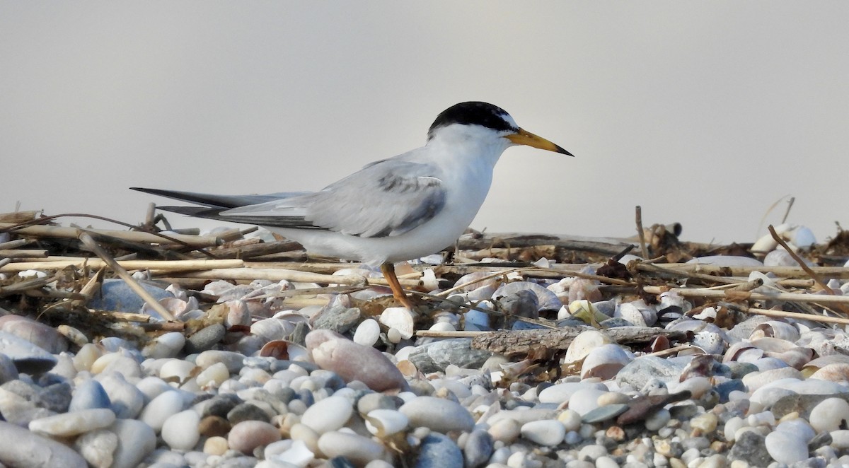 Least Tern - ML620794362